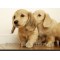 Orijen Puppy (Ориджен паппи) 2,27 кг для щенков всех пород